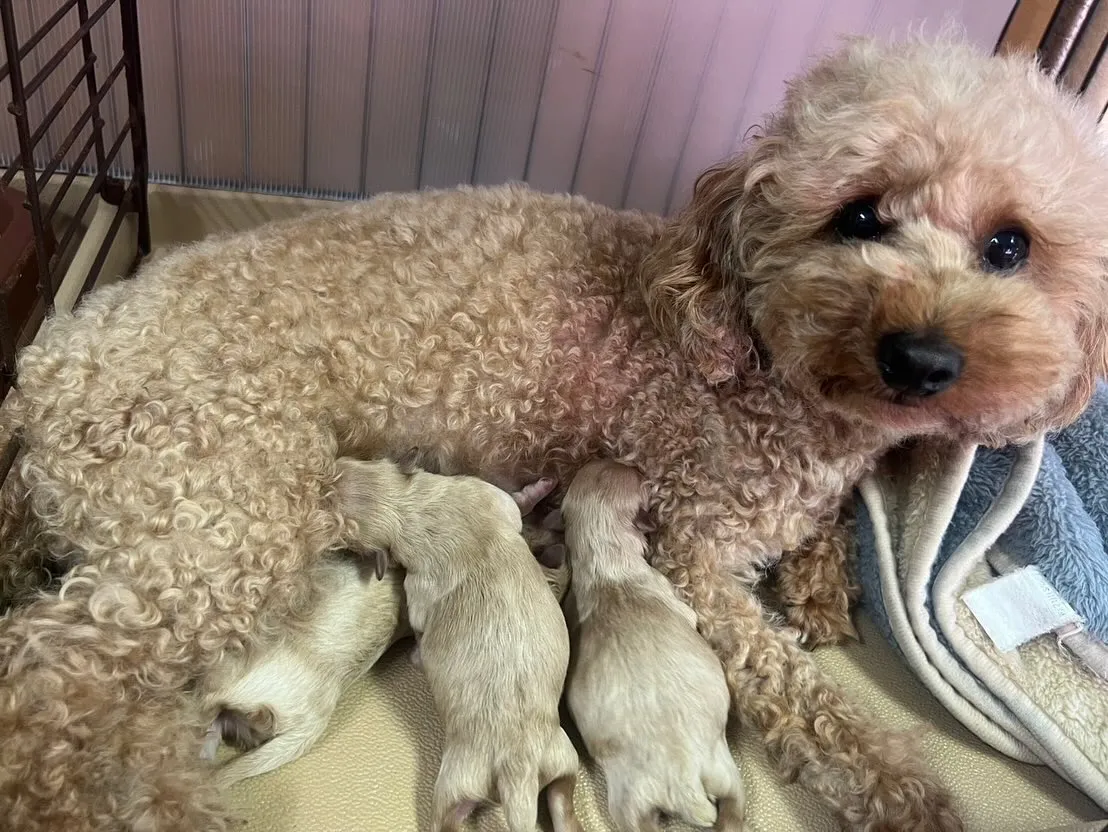 こんばんは♪今朝方ちびちゃんたちが生まれました👶🐾