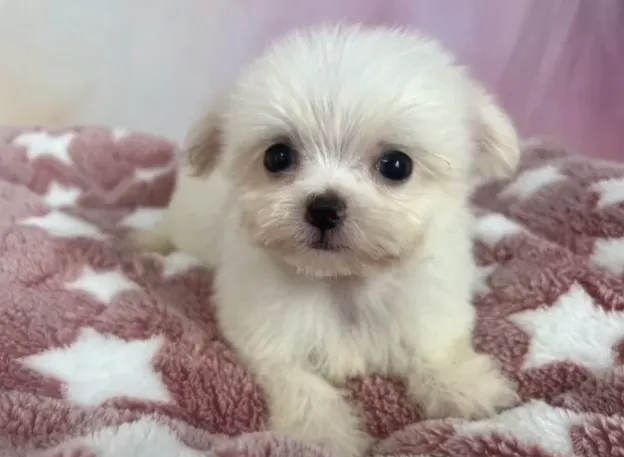 ご家族が決まりましたチワマル♂ホワイト