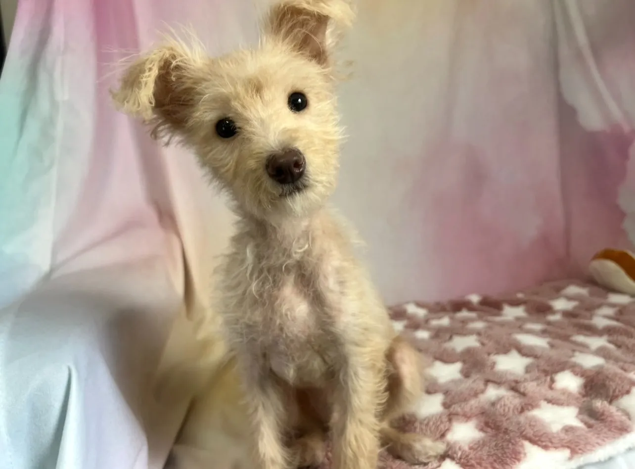 チワプー♂　クリーム