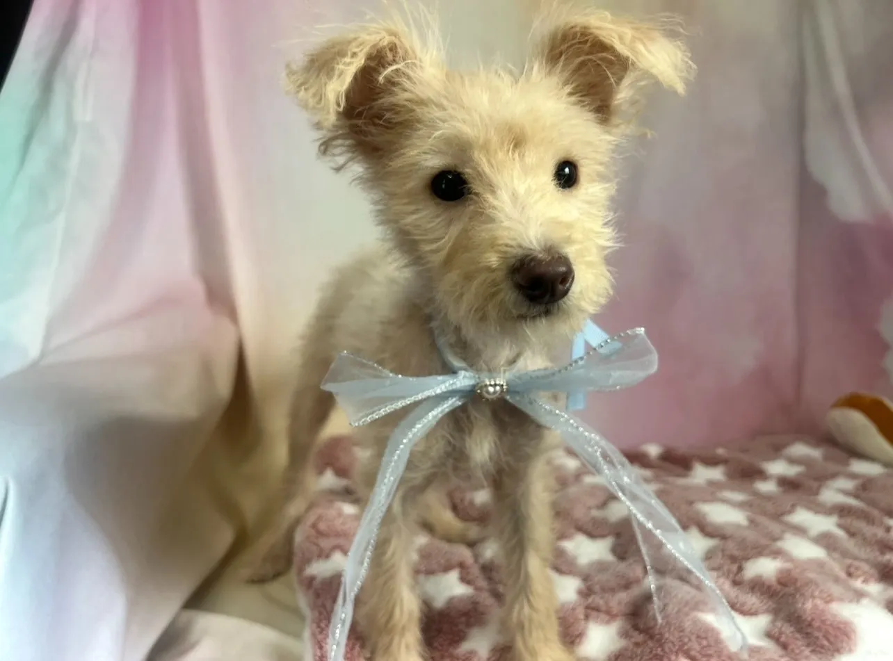 チワプー♂　クリーム