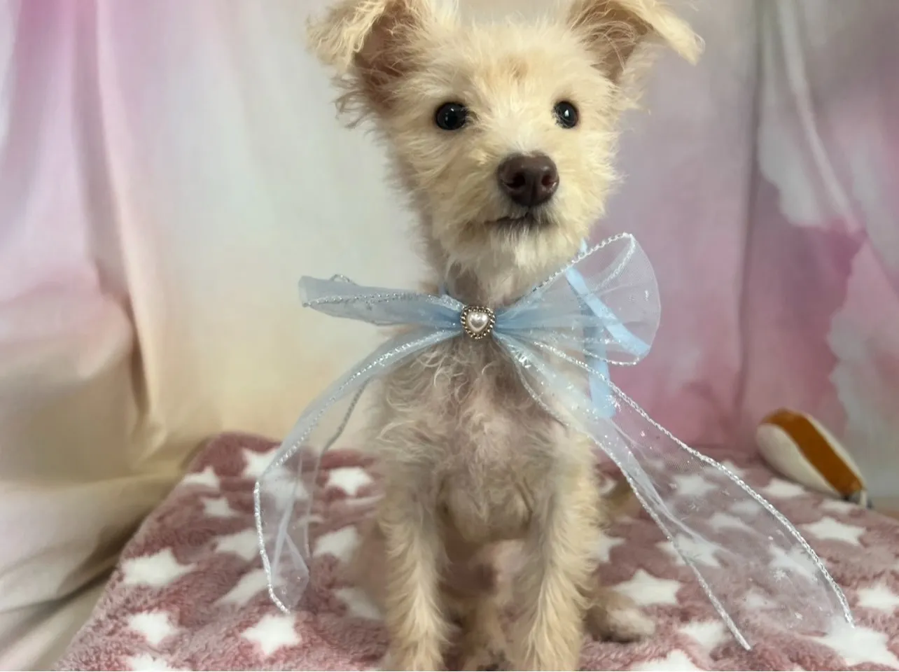 チワプー♂　クリーム