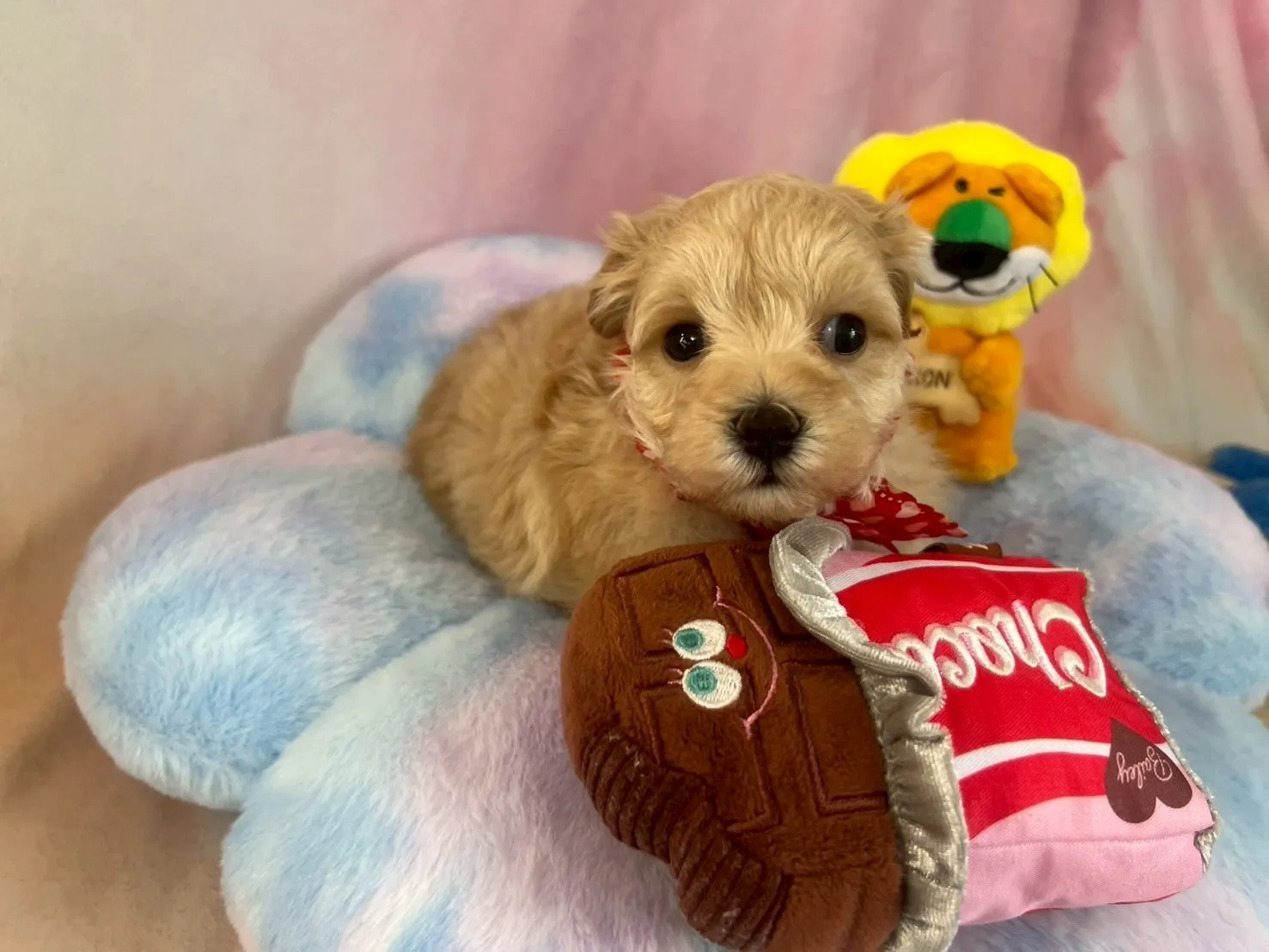 ご家族が決まりましたマルプー♀アプリコット