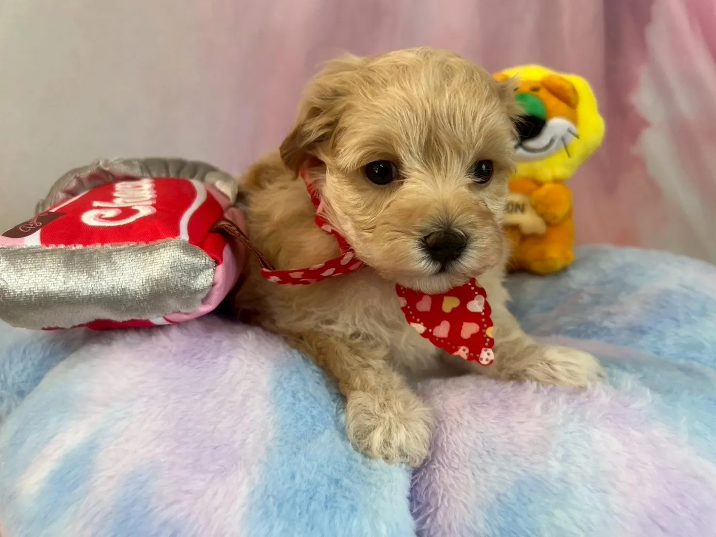 ご家族が決まりましたマルプー♀アプリコット