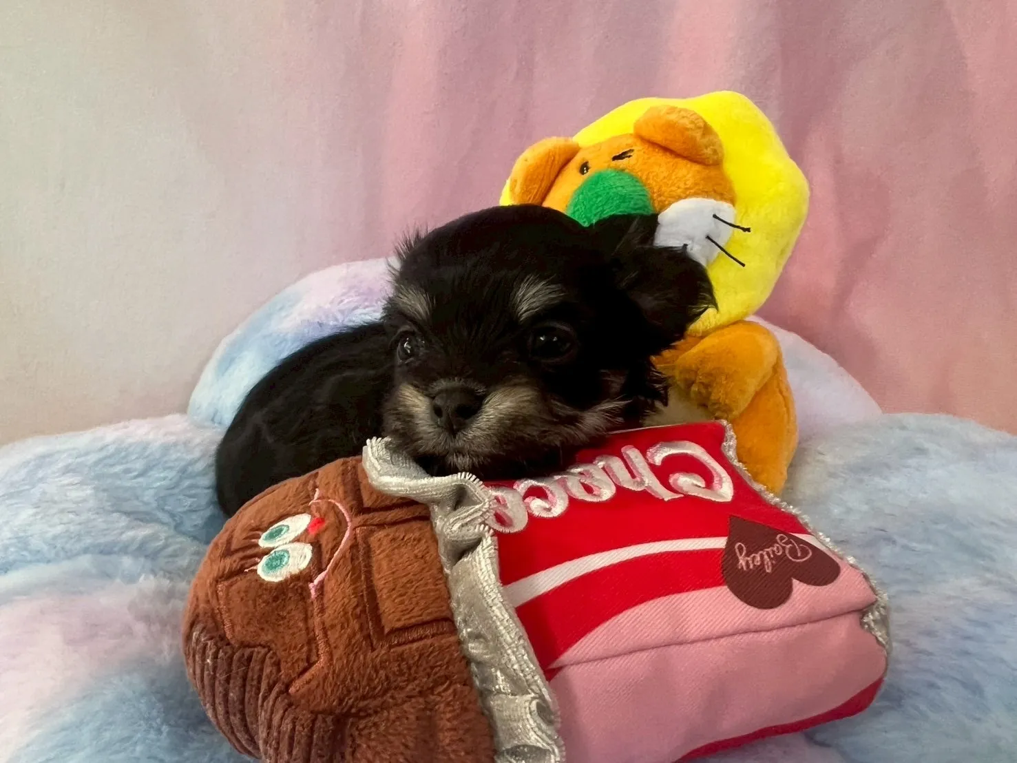 ご家族が決まりましたチワマル♂ブラック＆タン