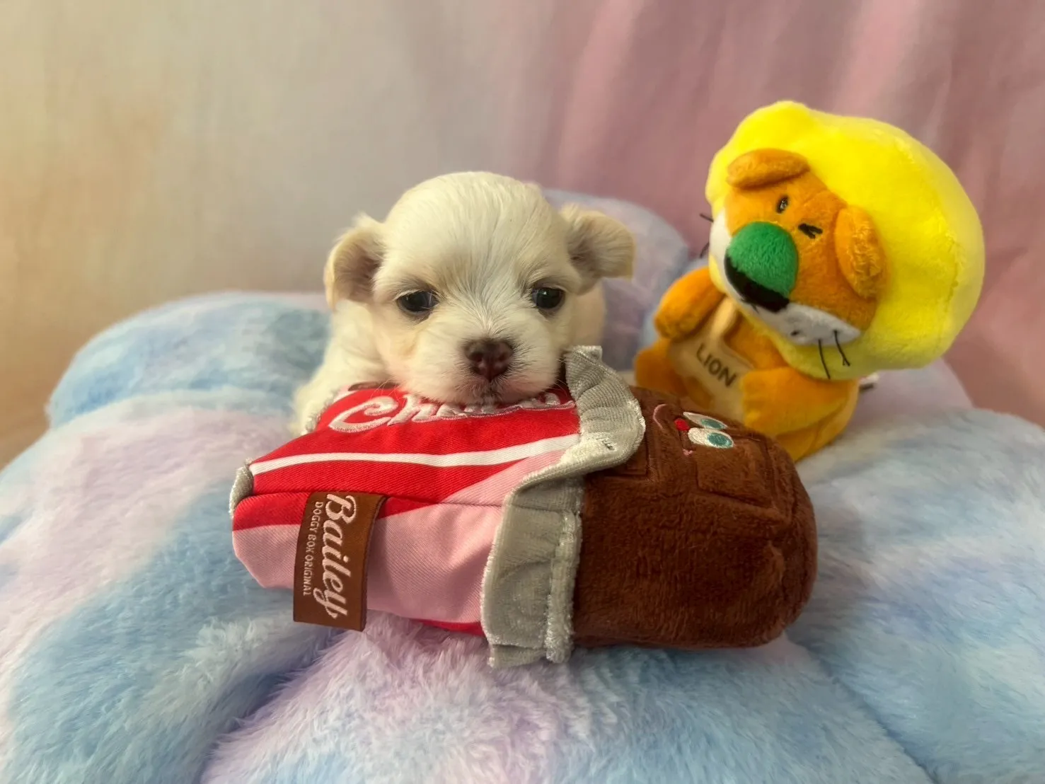 ご家族が決まりましたチワマル♂ホワイト＆ペールフォーン