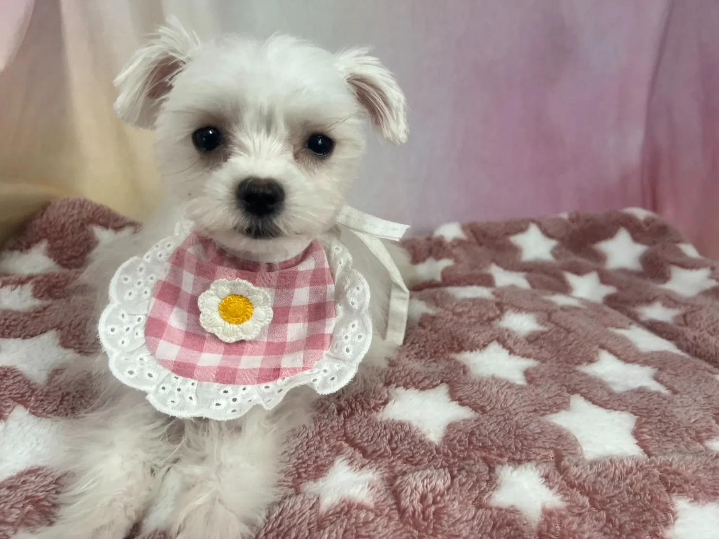 ご家族が決まりましたポメマル♀