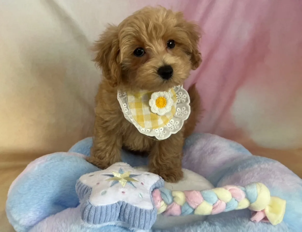 マルプー♂アプリコット