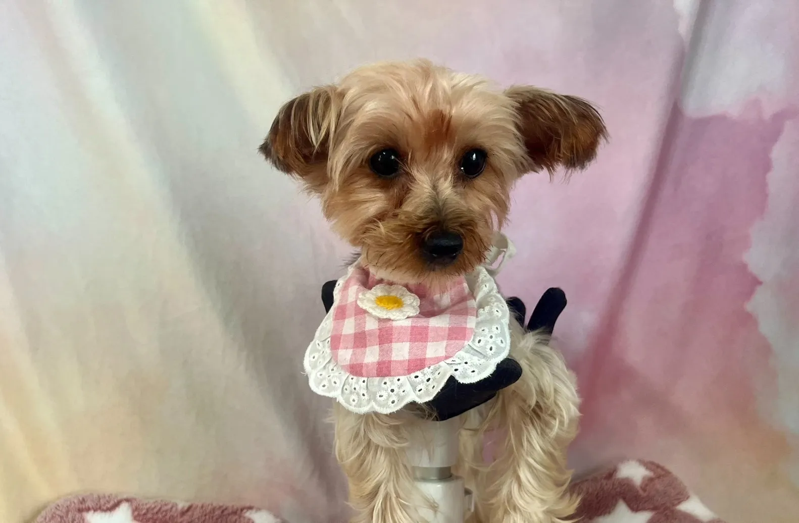 ご家族が決まりましたヨークシャーテリア♀