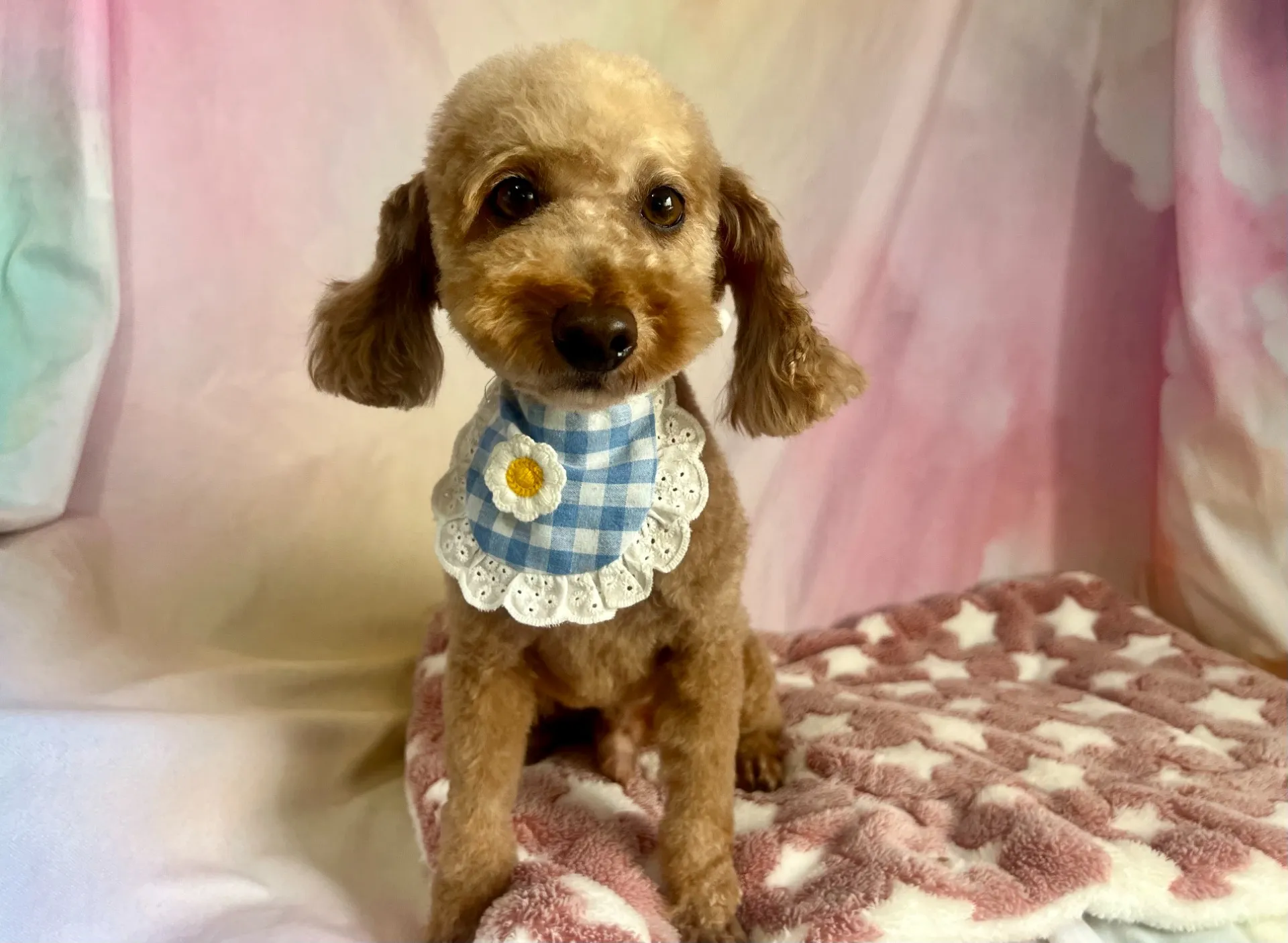 里親様募集中 トイプードル♂　犬舎名かんざぶろうくん