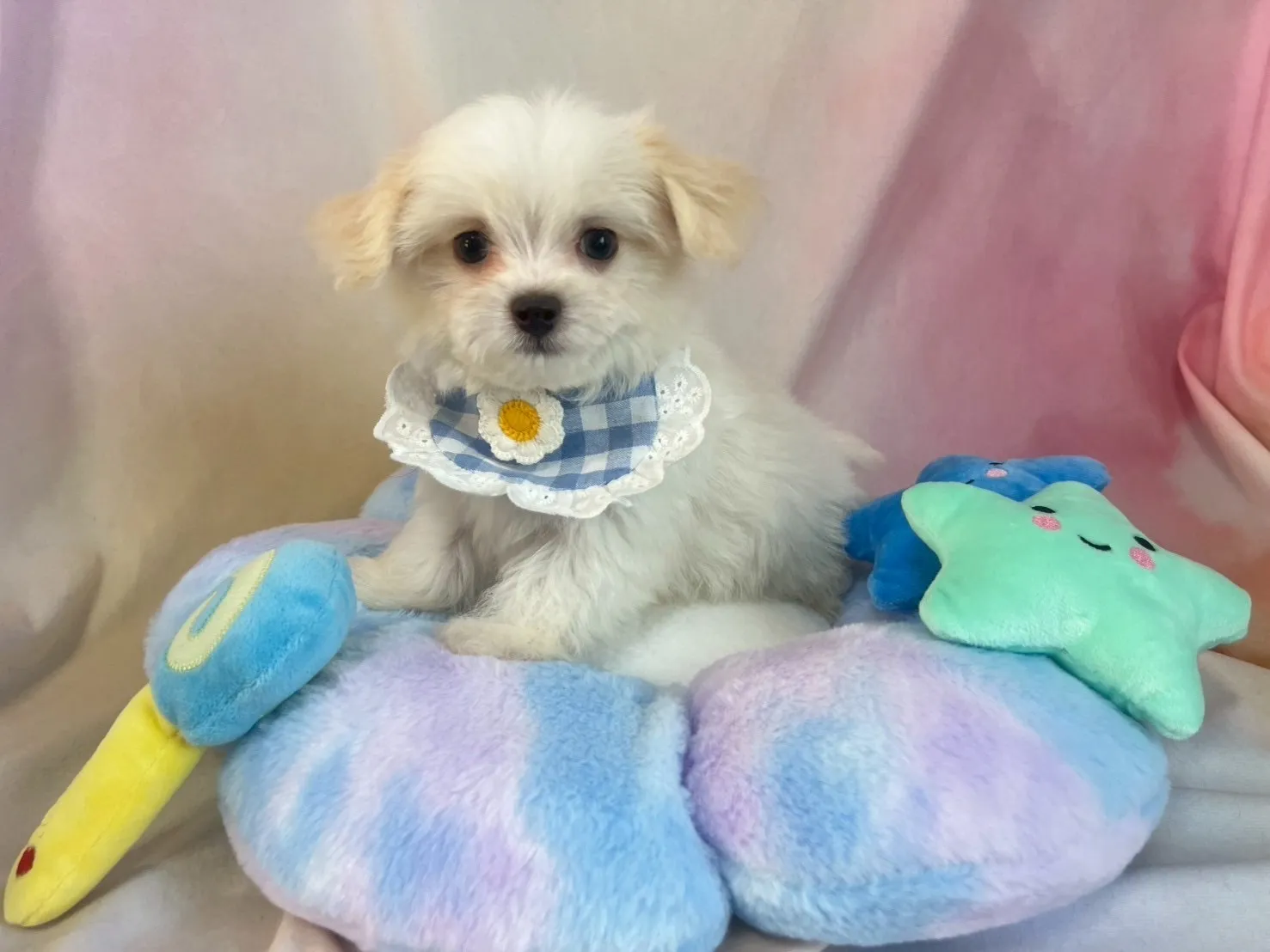 ご家族が決まりましたチワマル♂ホワイト＆ペールフォーン