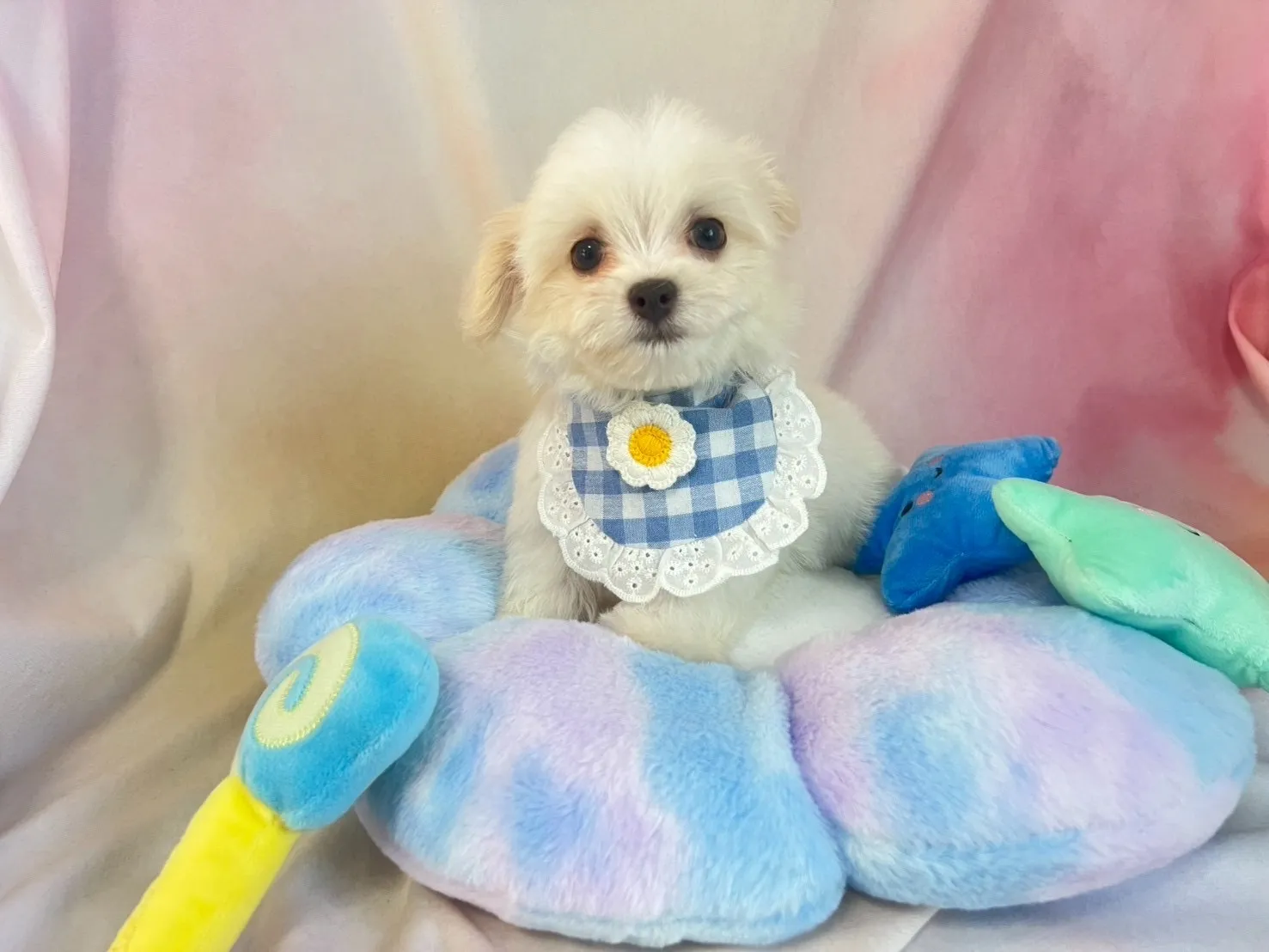 ご家族が決まりましたチワマル♂ホワイト＆ペールフォーン