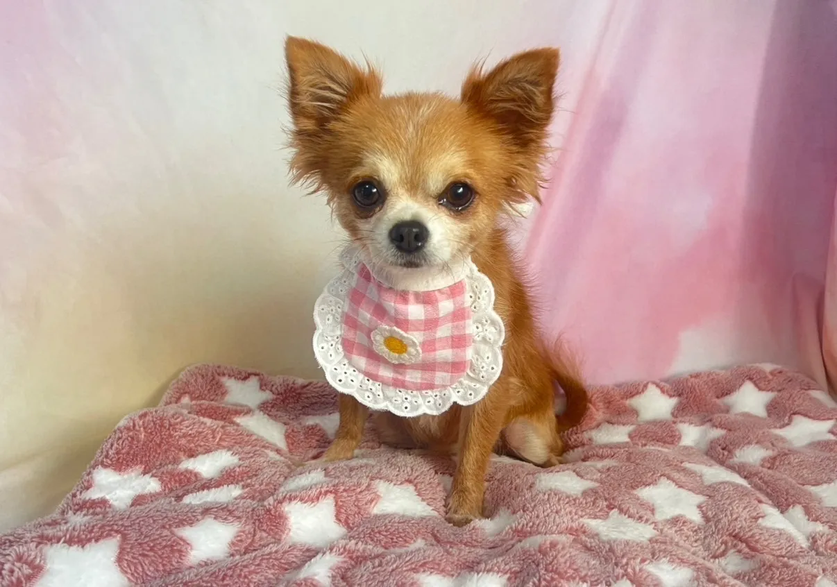 里親募集チワワ♀犬舎名　はいじちゃん