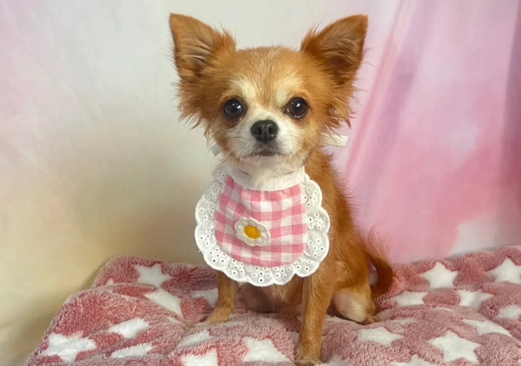 里親募集チワワ♀犬舎名　はいじちゃん