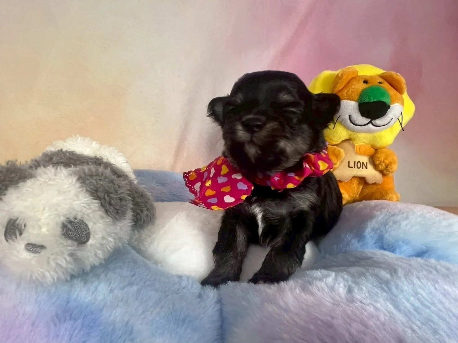 ご家族が決まりましたチワマル♂ブラック＆タン