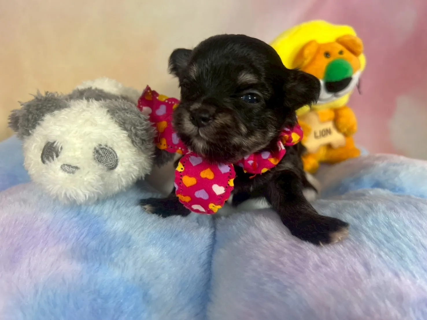 ご家族が決まりましたチワマル♂ブラック＆タン