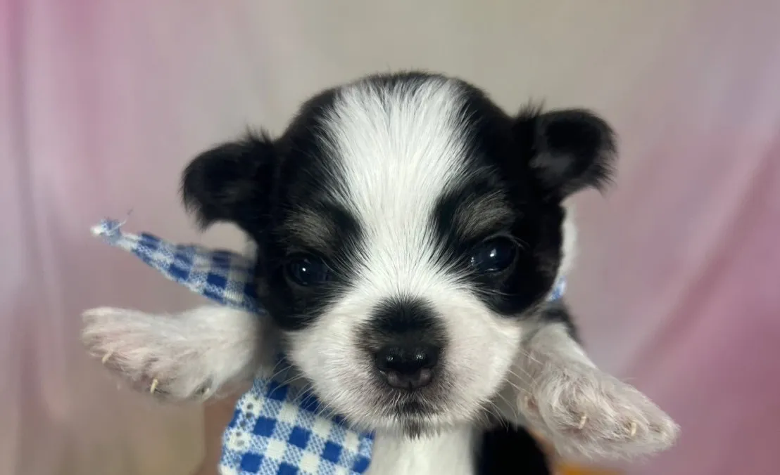 ご家族が決まりましたチワマル♂ホワイト＆ブラック　青首輪