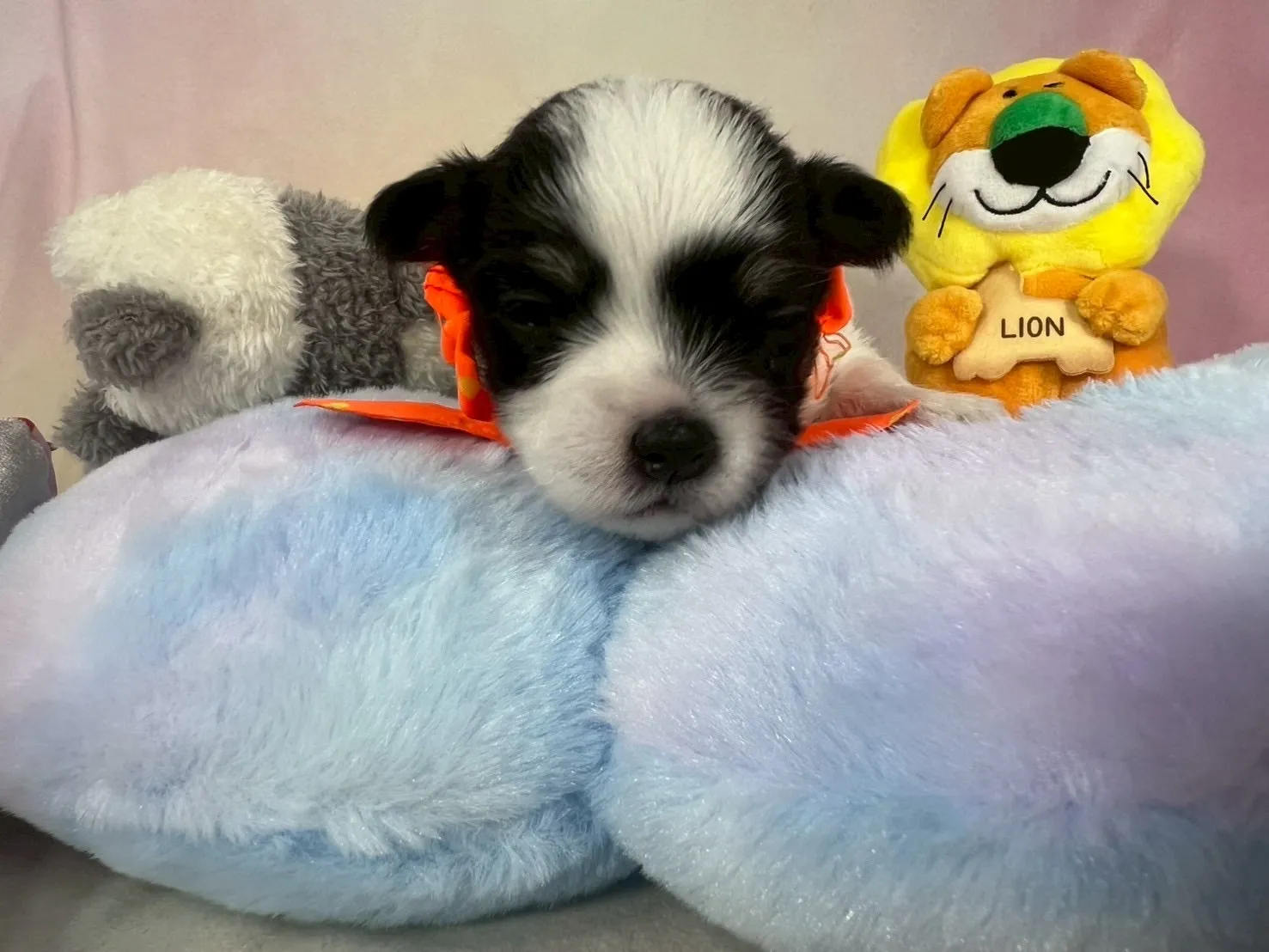 ご家族が決まりましたチワマル♂ホワイト＆ブラック　オレンジ首輪