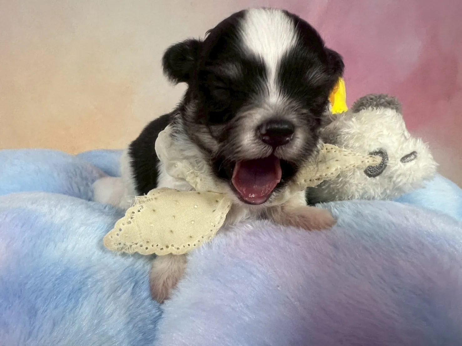 ご家族が決まりましたチワマル♂ホワイト＆ブラック　白首輪