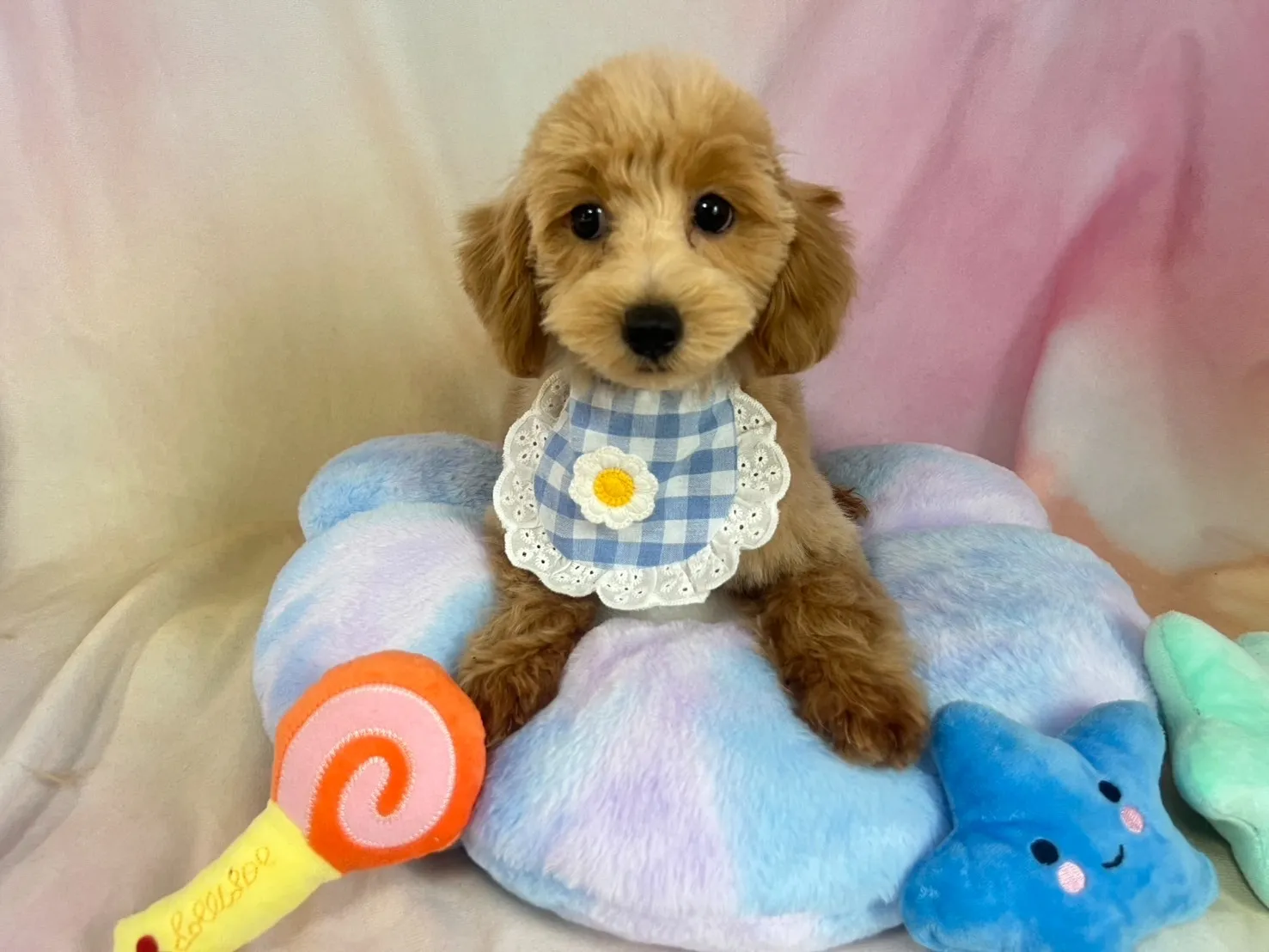 マルプー♂アプリコット