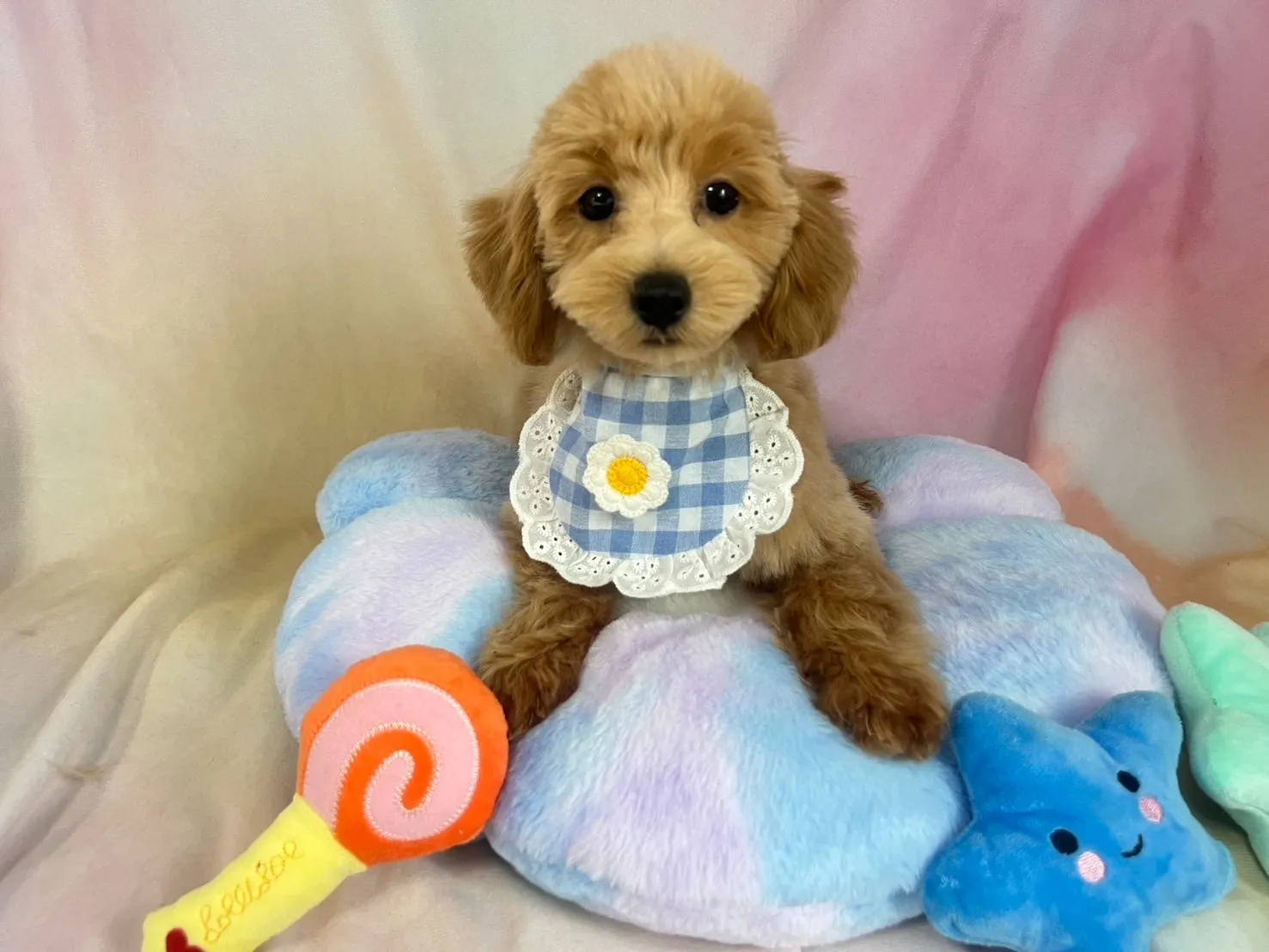 マルプー♂アプリコット