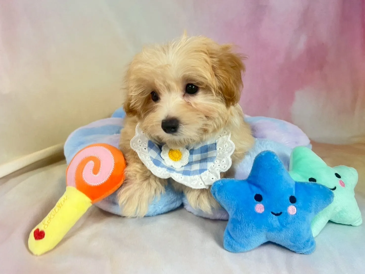 ご家族が決まりましたマルプー♂アプリコット