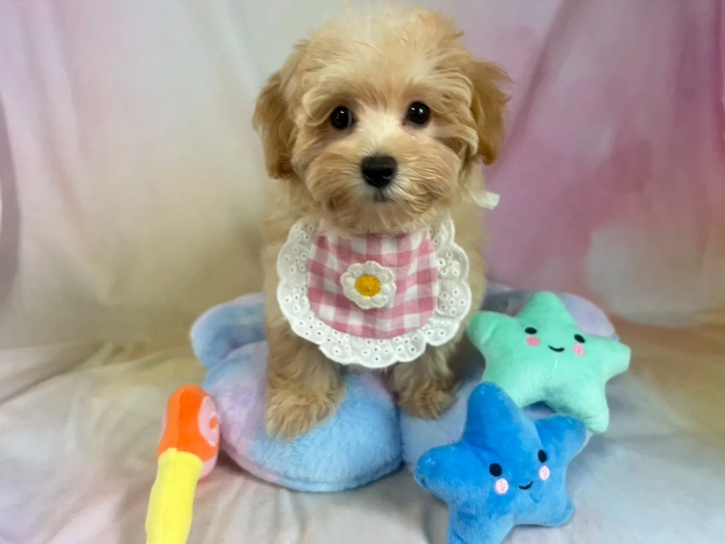 ご家族が決まりましたマルプー♀アプリコット