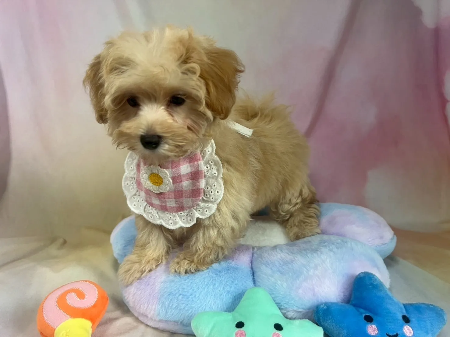 ご家族が決まりましたマルプー♀アプリコット