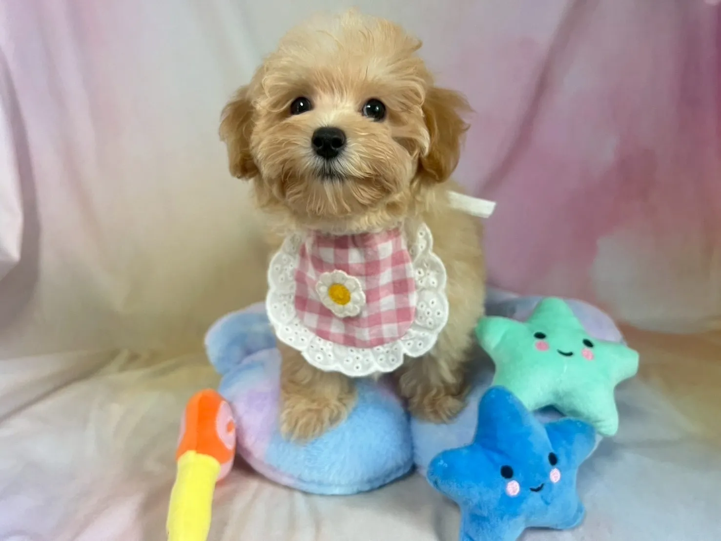 ご家族が決まりましたマルプー♀アプリコット