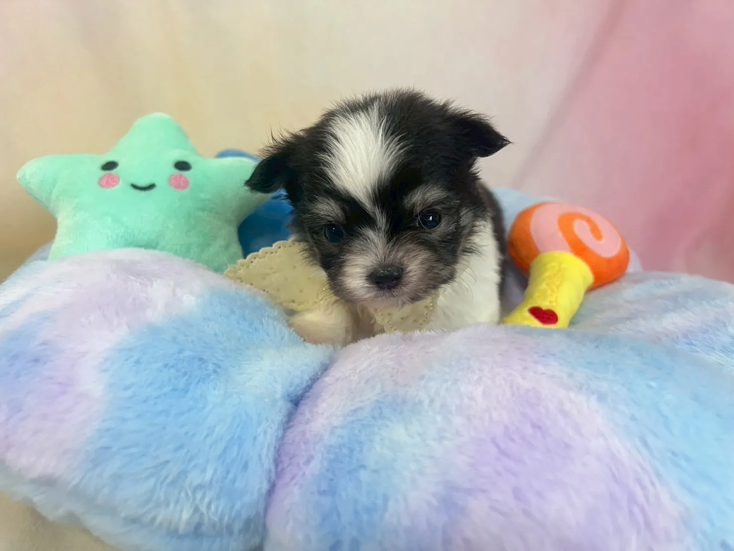 ご家族が決まりましたチワマル♂ホワイト＆ブラック　白首輪