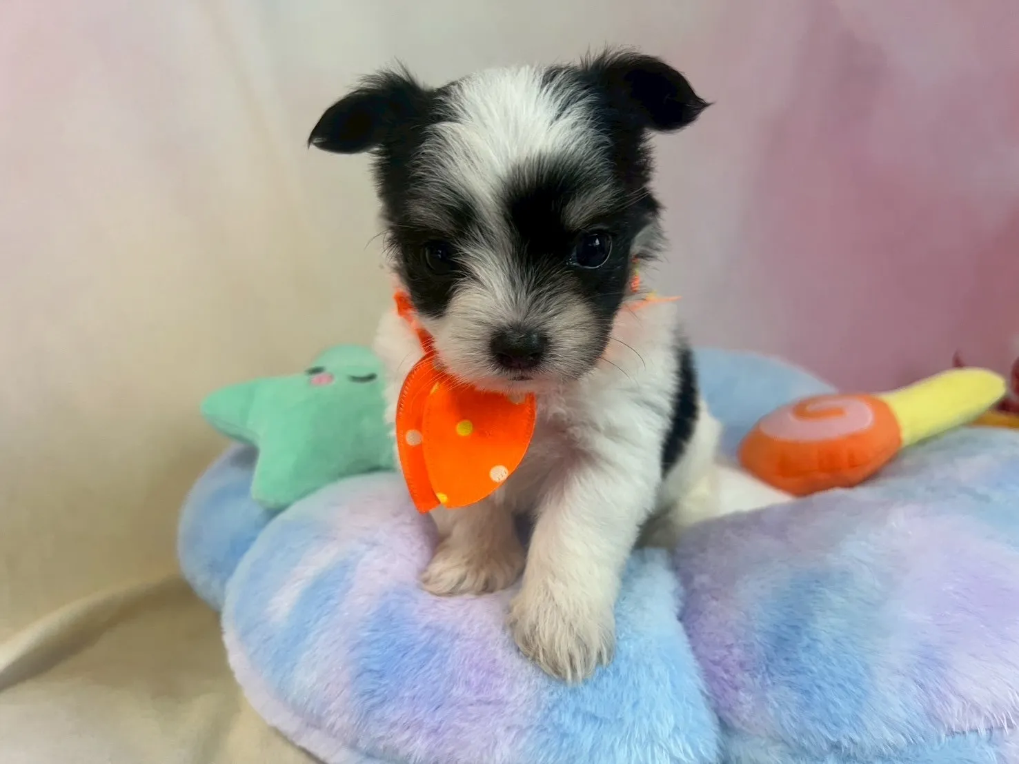 ご家族が決まりましたチワマル♂ホワイト＆ブラック　オレンジ首輪