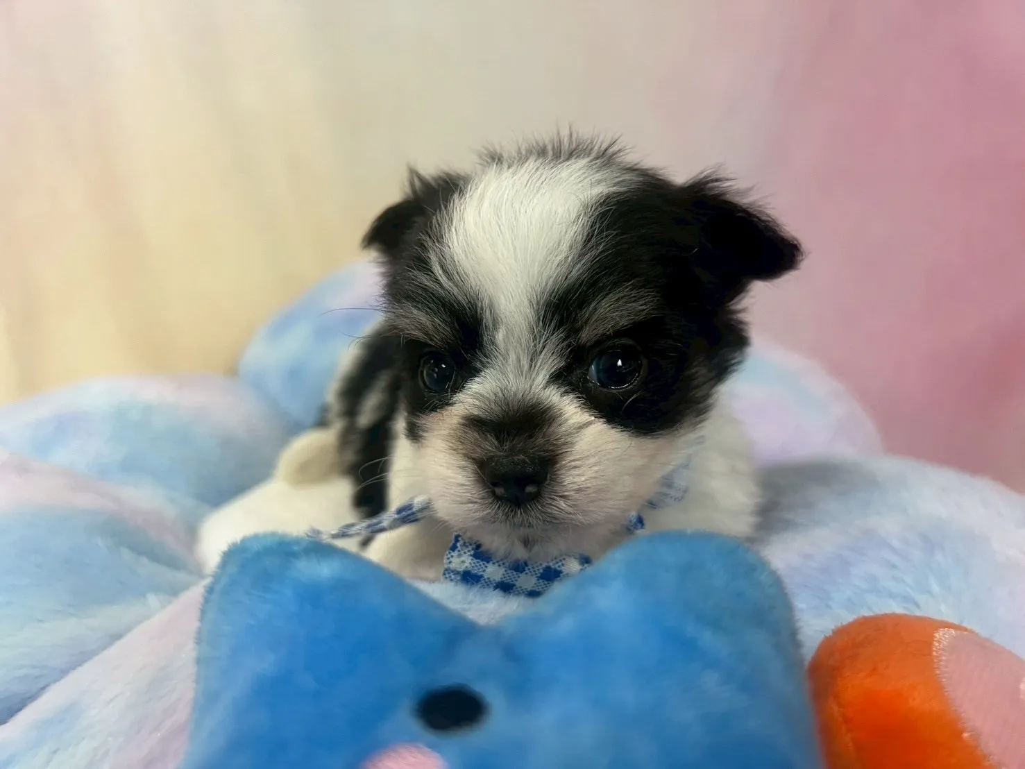 ご家族が決まりましたチワマル♂ホワイト＆ブラック　青首輪