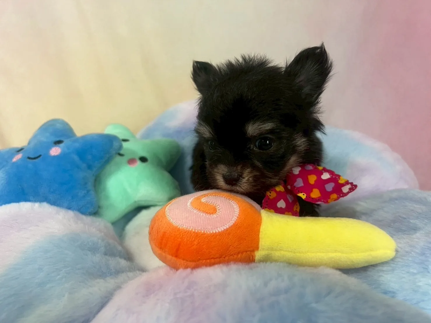 ご家族が決まりましたチワマル♂ブラック＆タン