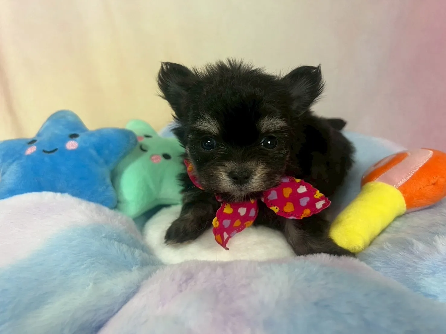 ご家族が決まりましたチワマル♂ブラック＆タン