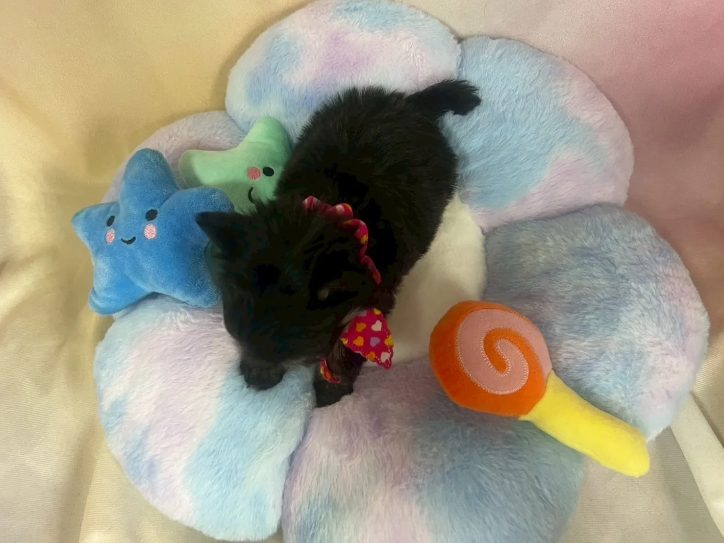 ご家族が決まりましたチワマル♂ブラック＆タン