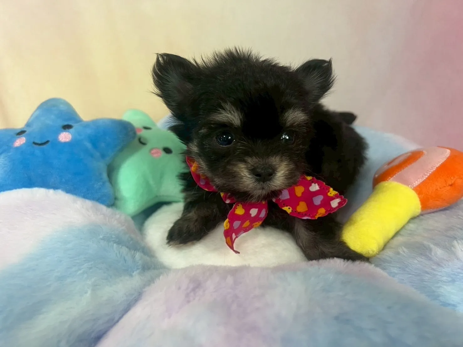 ご家族が決まりましたチワマル♂ブラック＆タン