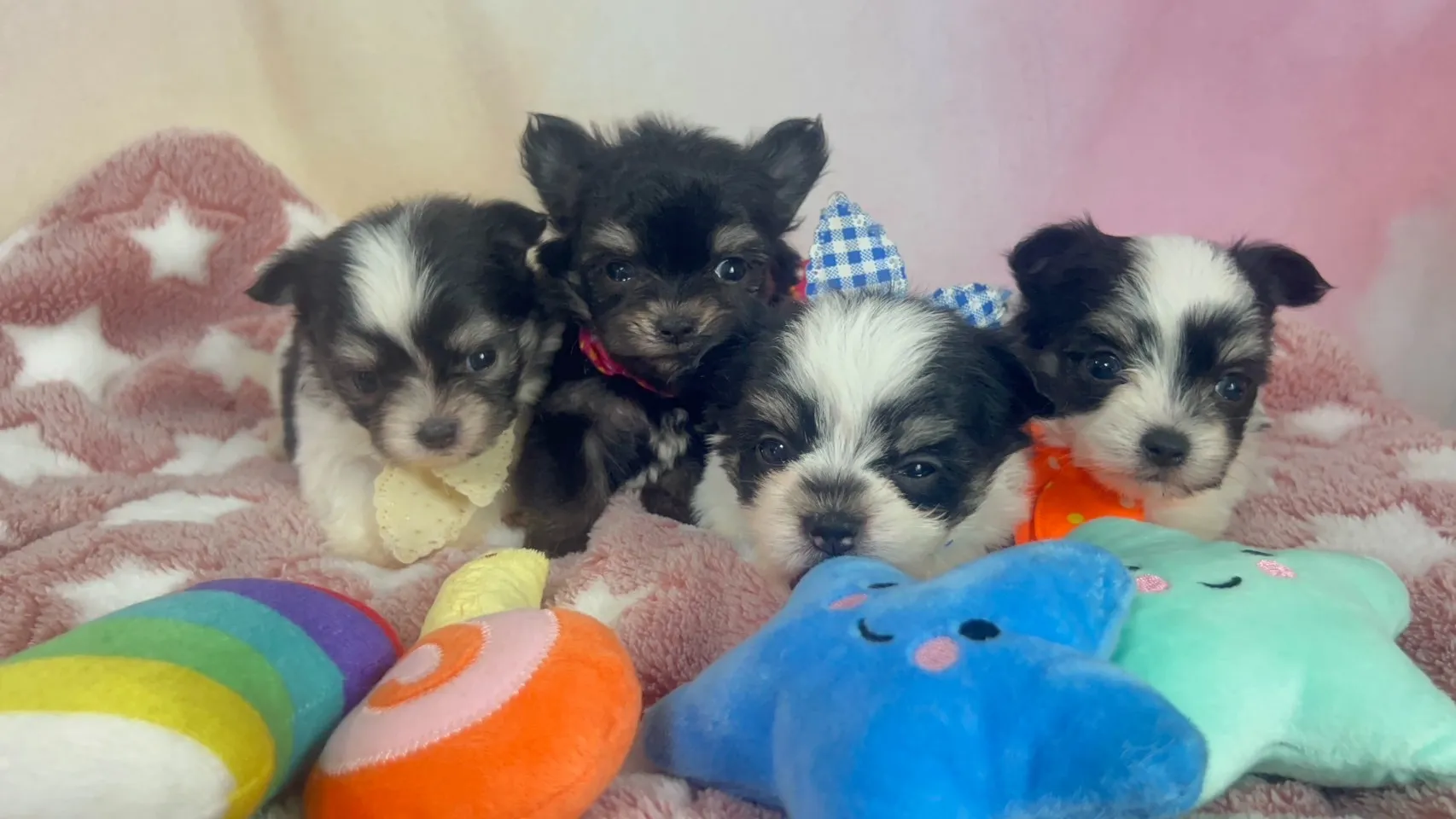 ご家族が決まりましたチワマル♂ホワイト＆ブラック　オレンジ首輪