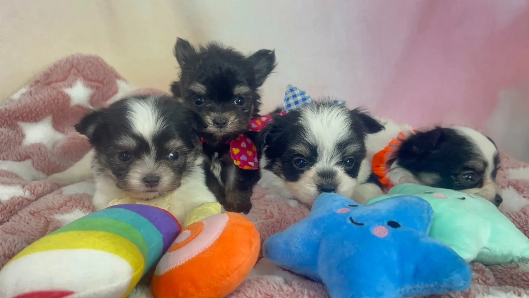 ご家族が決まりましたチワマル♂ホワイト＆ブラック　青首輪