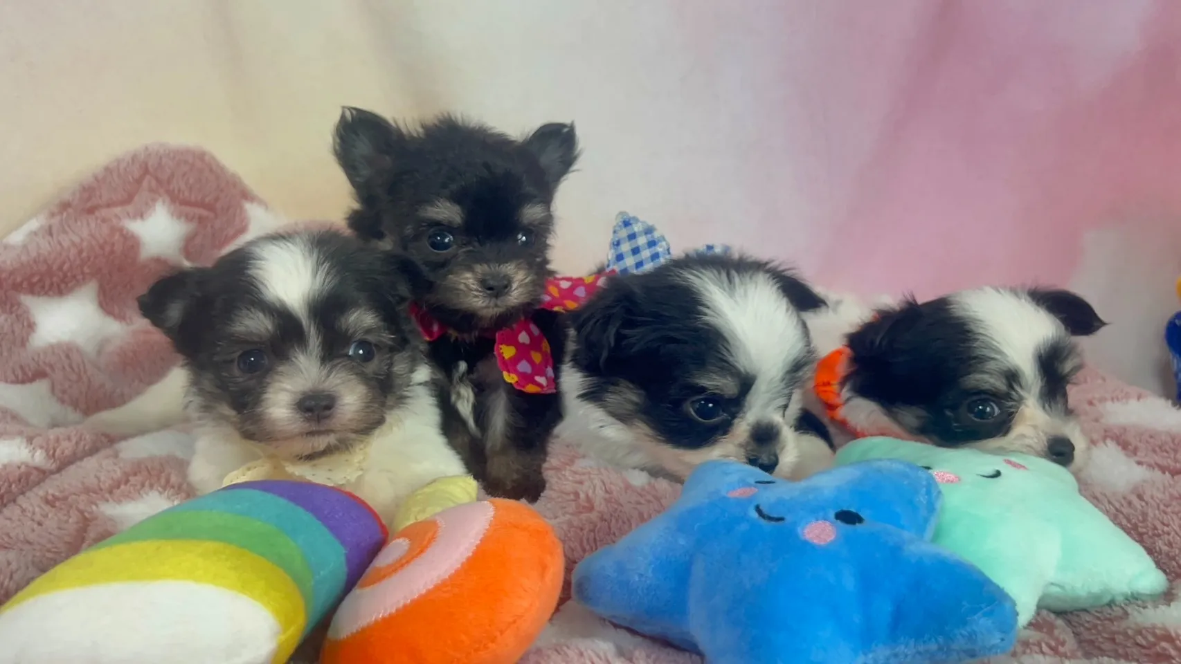 ご家族が決まりましたチワマル♂ホワイト＆ブラック　白首輪