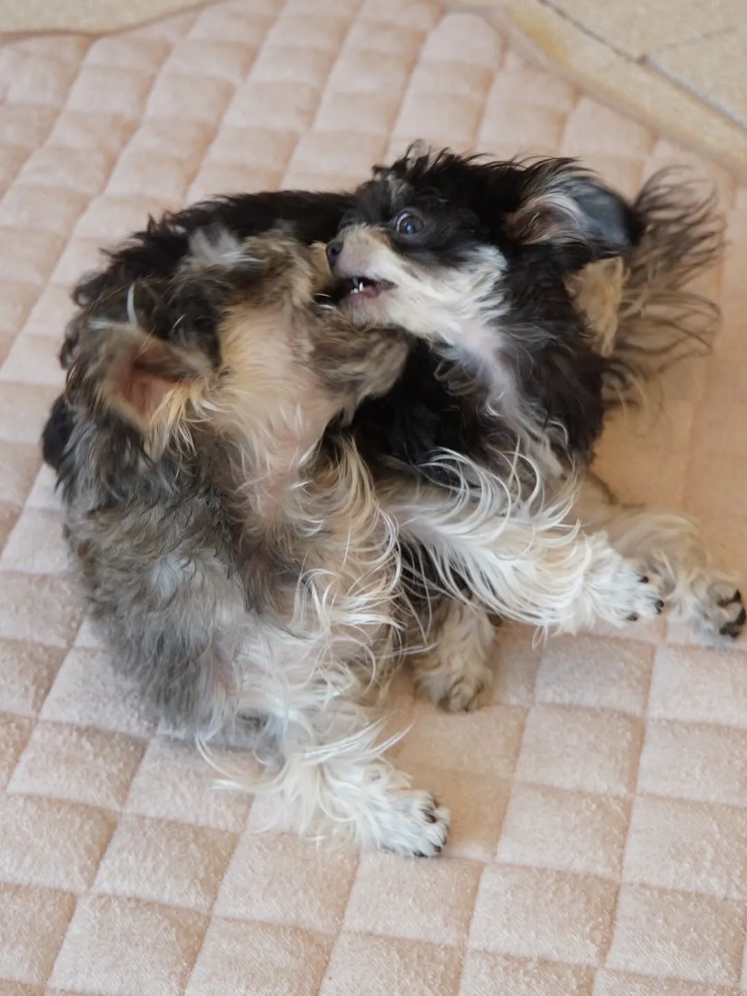 こんばんは♪