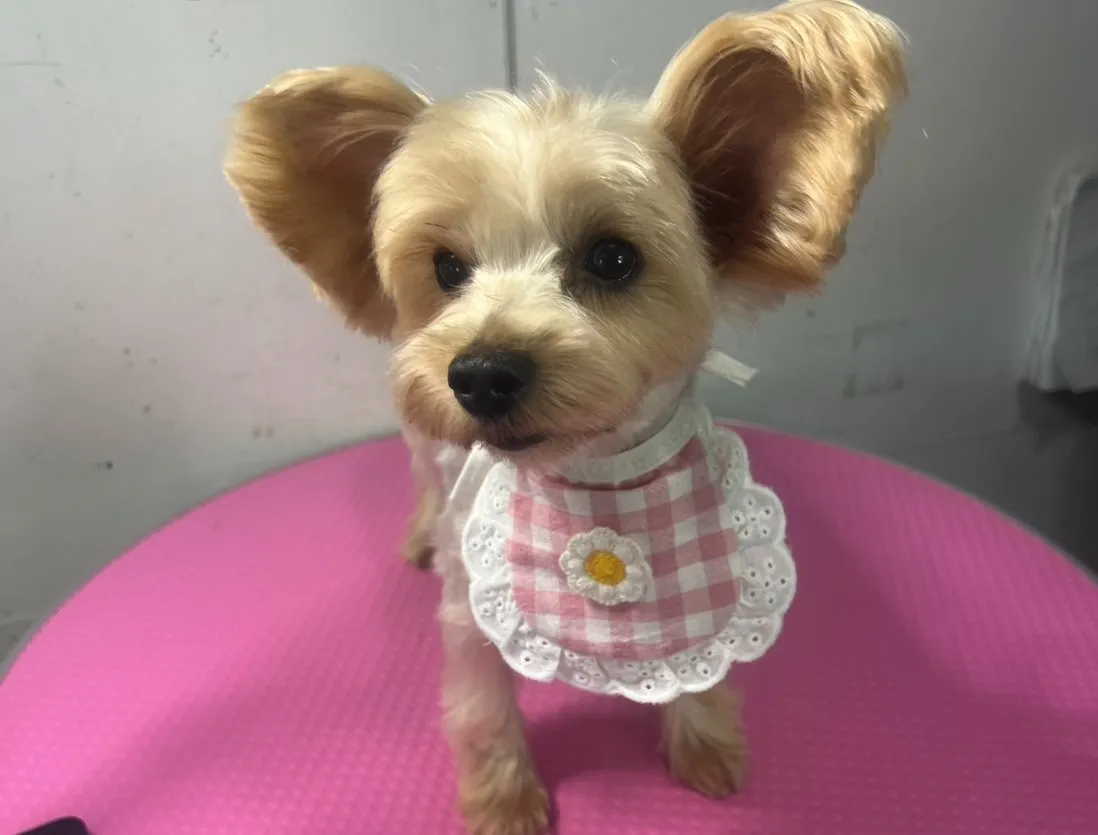 ご家族が決まりました里親募集ヨークシャーテリア♀