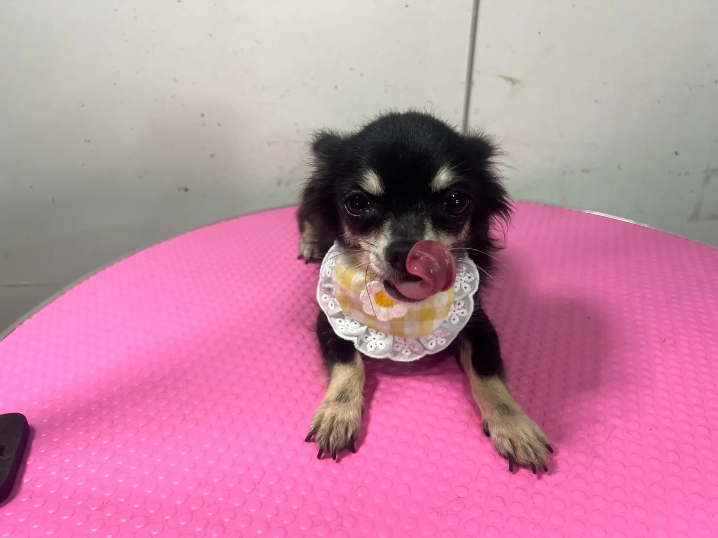 里親募集チワワ♀　犬舎名　あんこちゃん