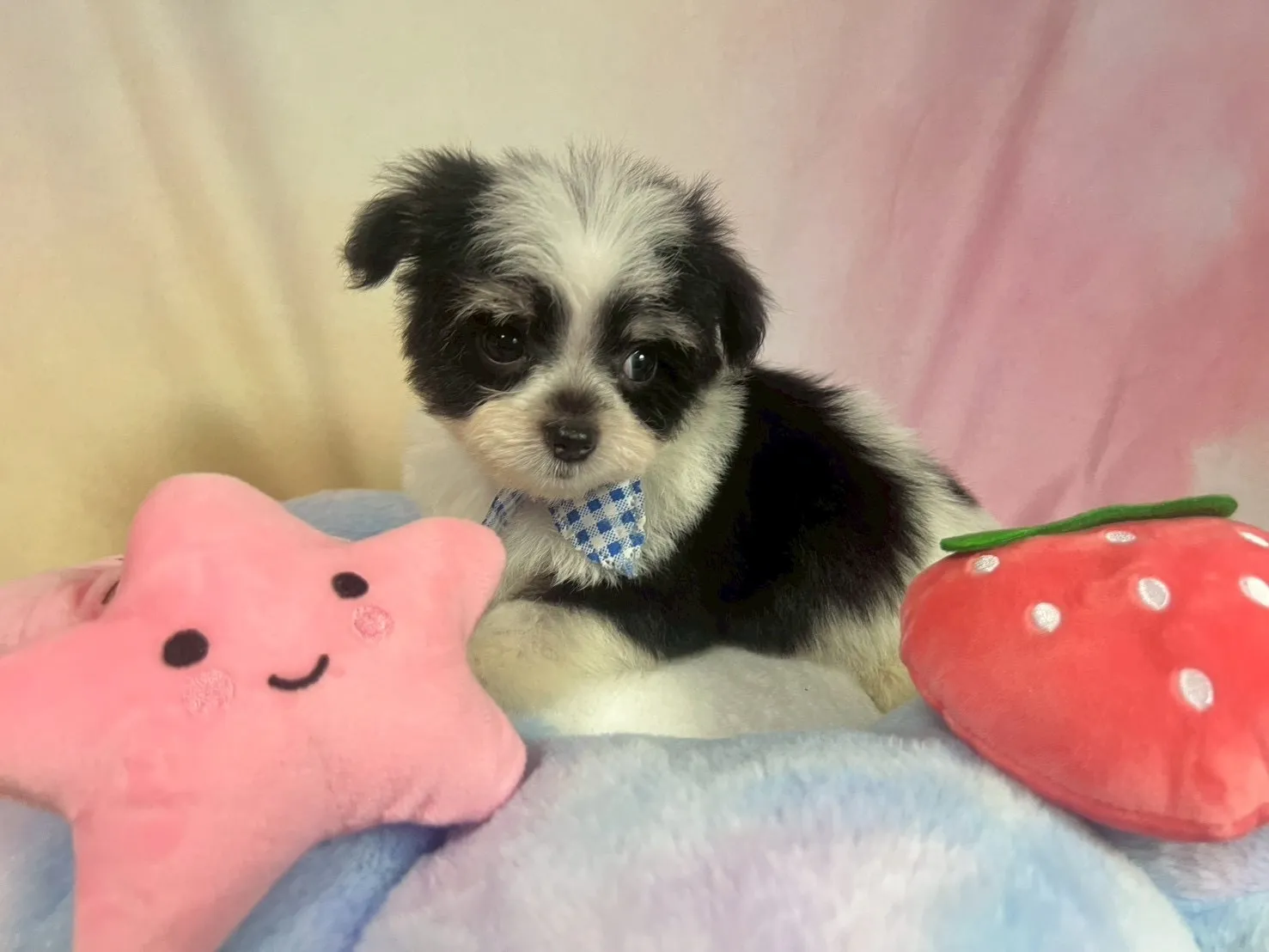 ご家族が決まりましたチワマル♂ホワイト＆ブラック　青首輪