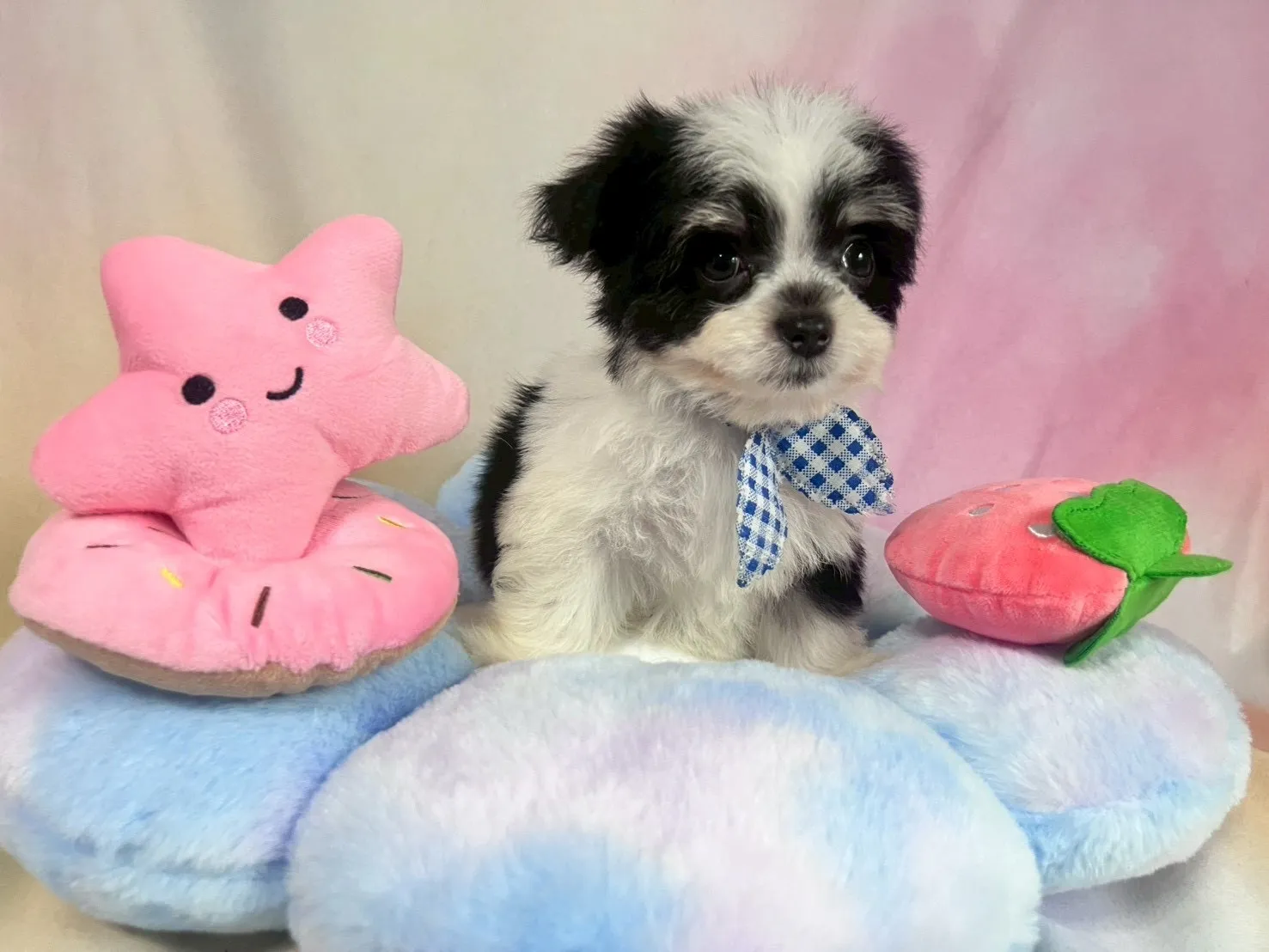 ご家族が決まりましたチワマル♂ホワイト＆ブラック　青首輪