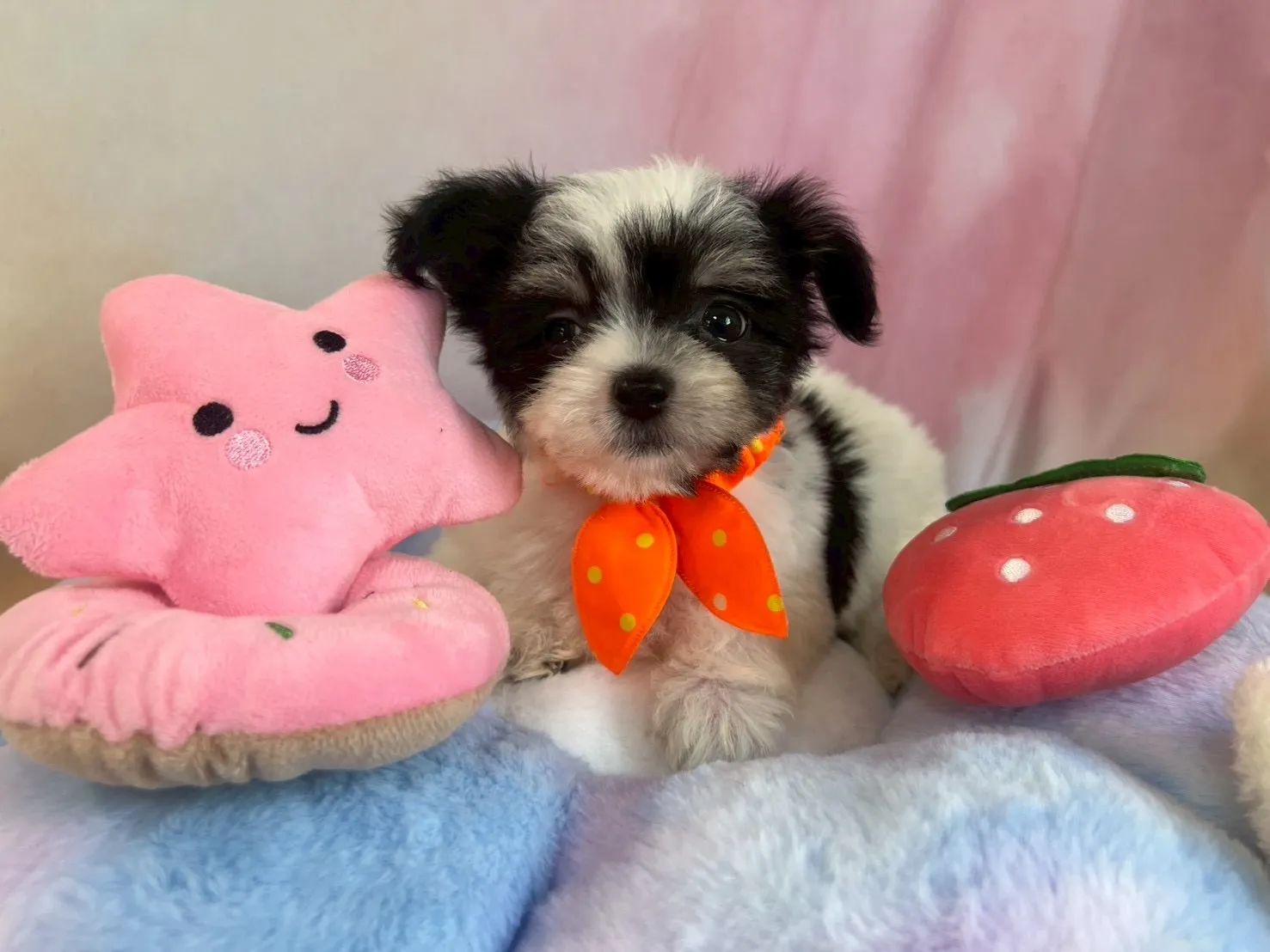 ご家族が決まりましたチワマル♂ホワイト＆ブラック　オレンジ首輪