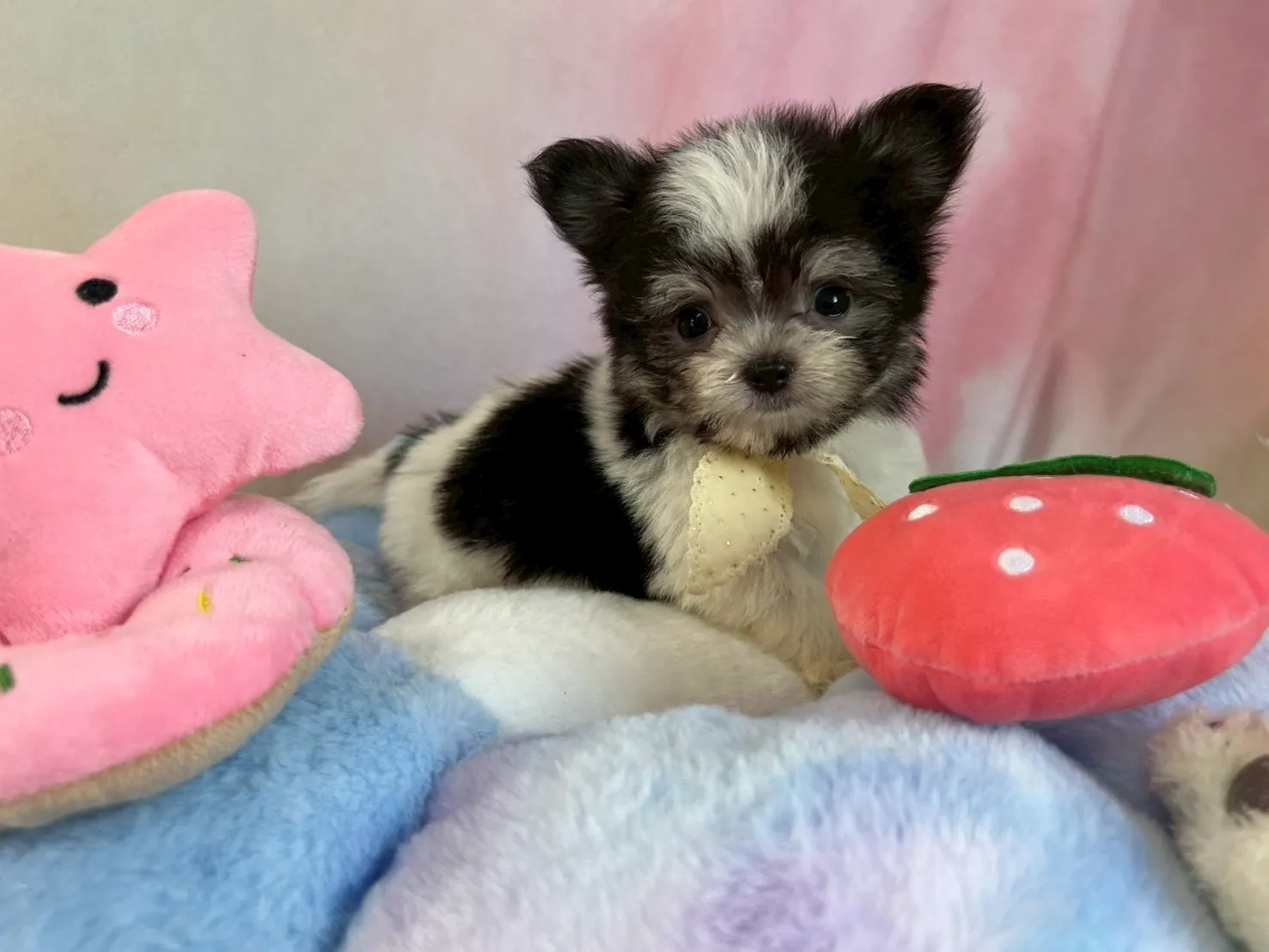 ご家族が決まりましたチワマル♂ホワイト＆ブラック　白首輪