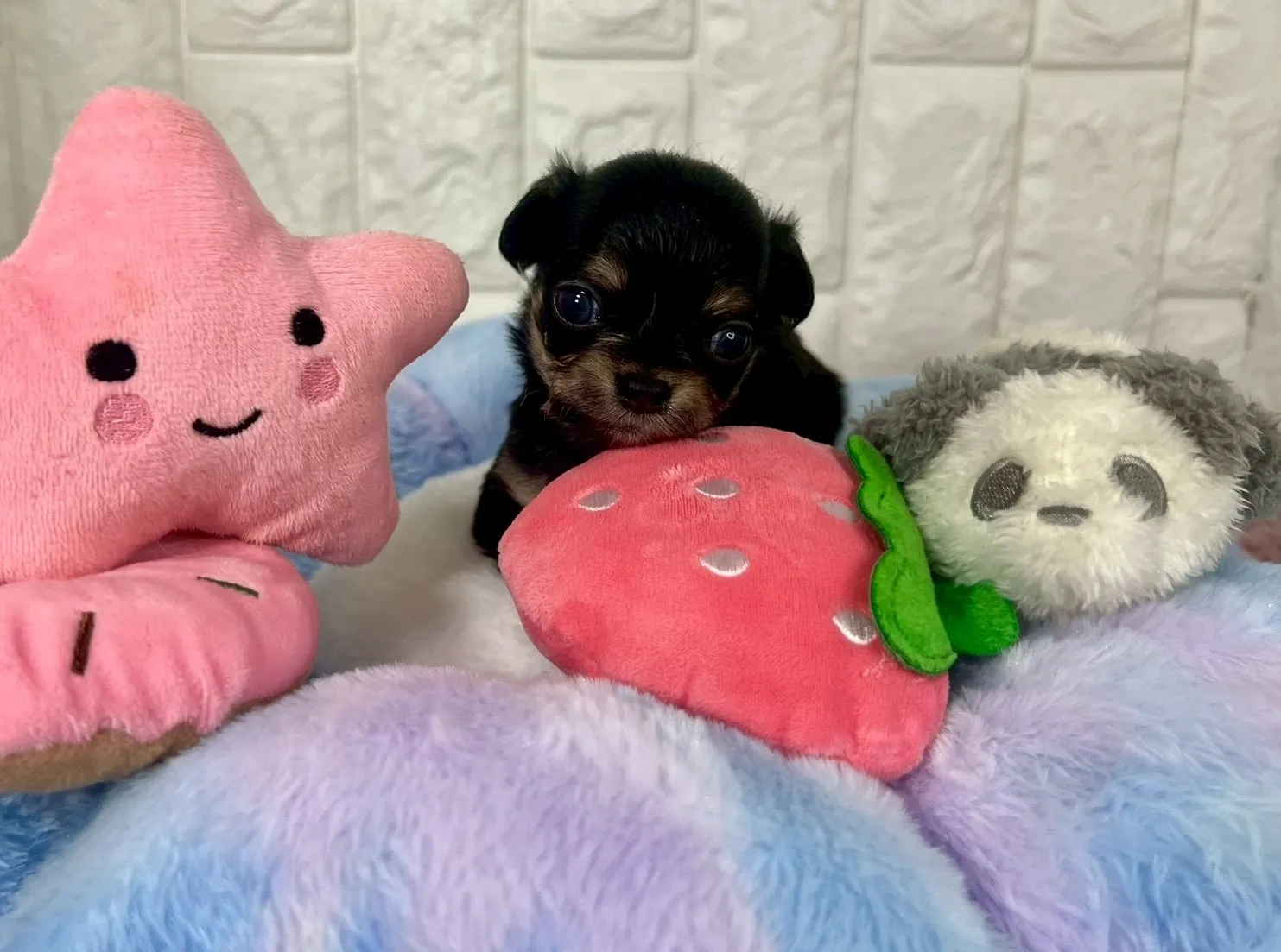 ご家族が決まりましたチワワロング♀ブラック＆タン