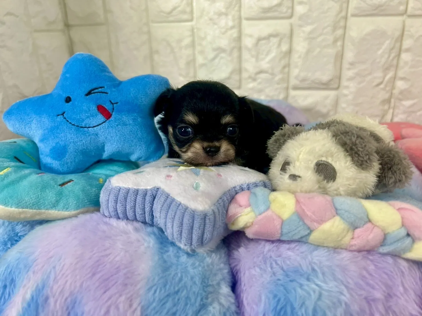 ご家族が決まりましたチワワロング♂ブラック＆タン　緑首輪