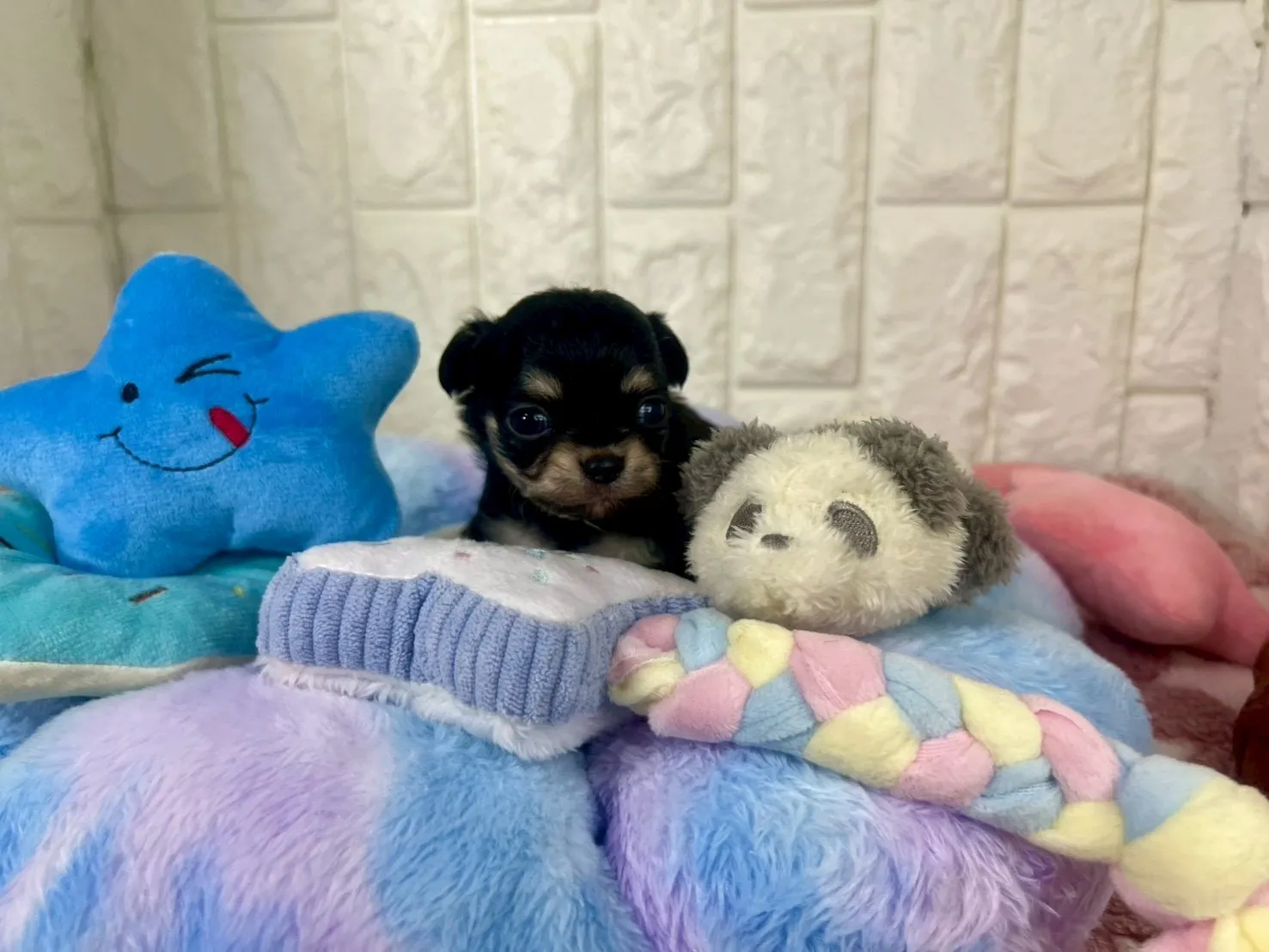 ご家族が決まりましたチワワロング♂ブラック＆タン　緑首輪