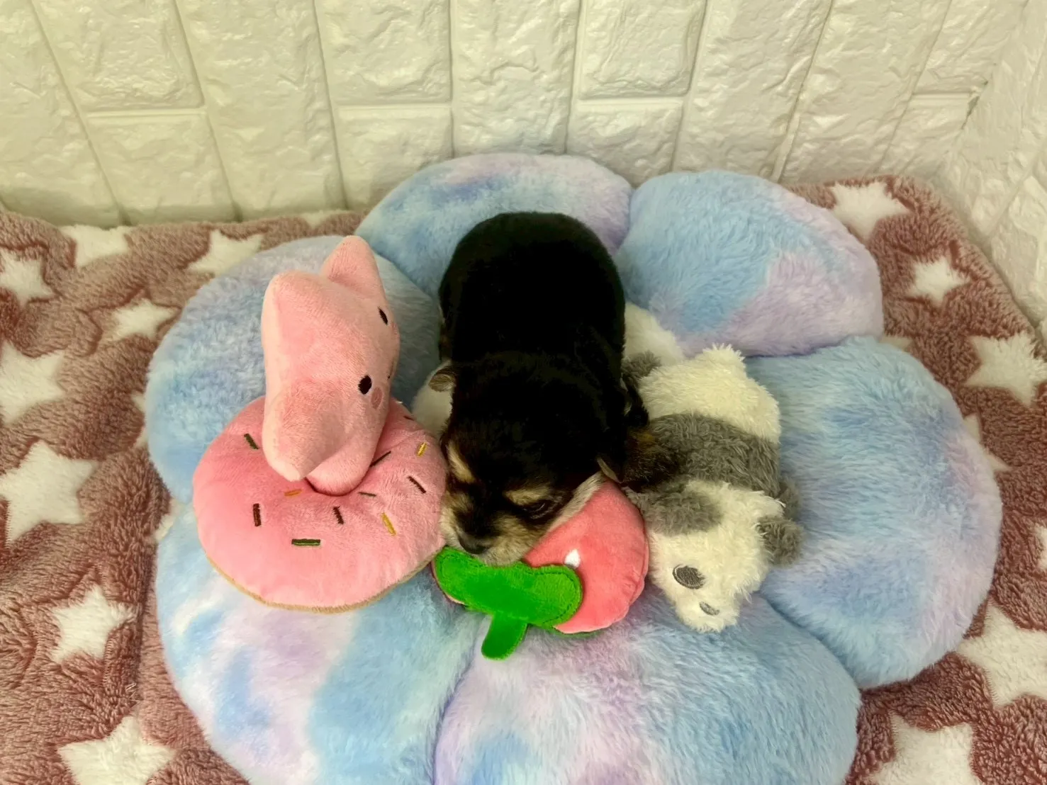 ご家族が決まりましたビションヨーキー♀ブラックタン