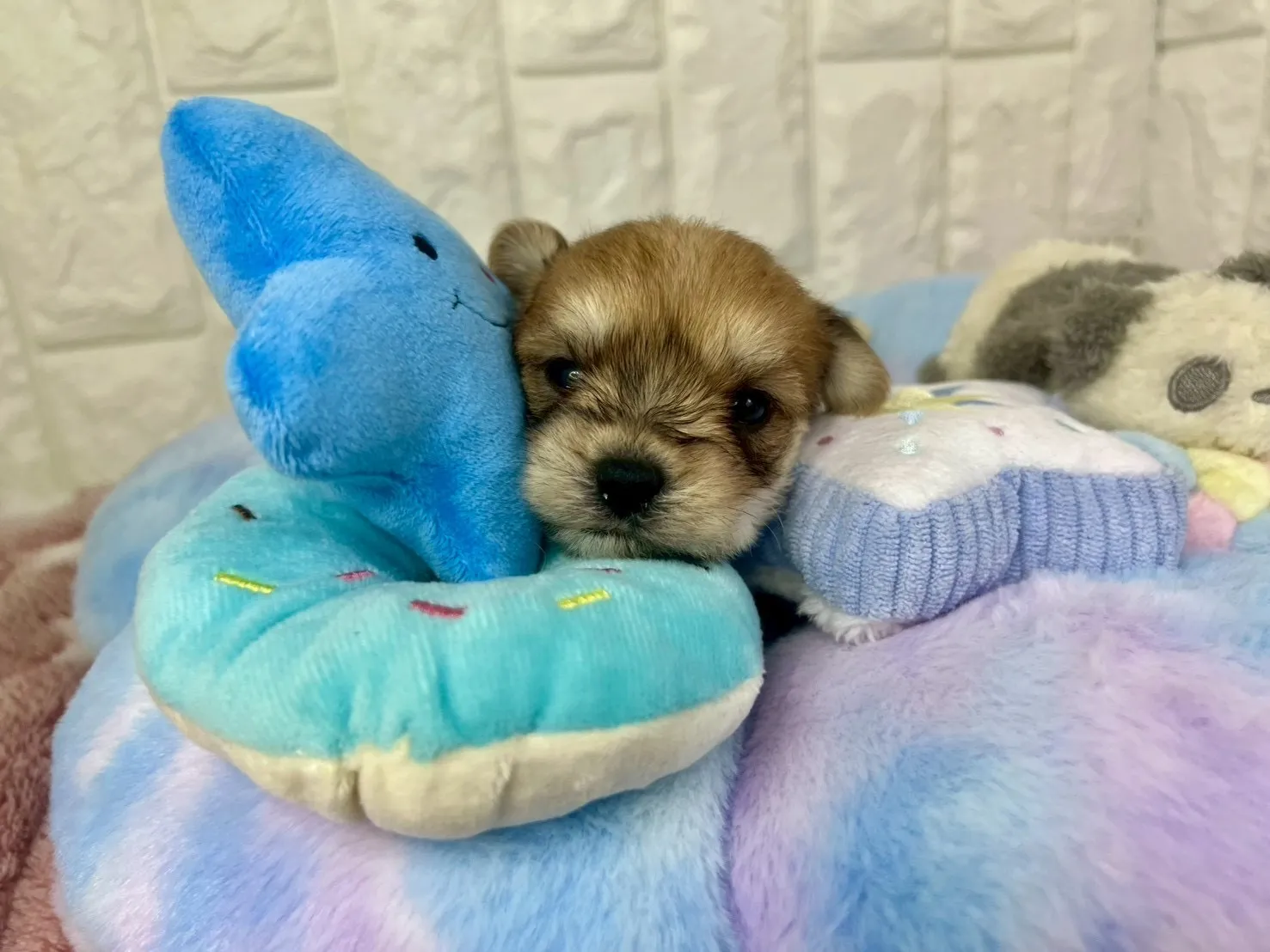 ご家族が決まりましたビションヨーキー♂フォーン